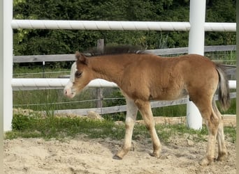 Welsh A (Mountain Pony), Stallion, Foal (04/2025), Bay-Dark