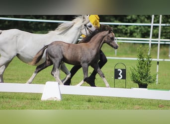 Welsh A (Mountain Pony), Stallion, Foal (04/2025)
