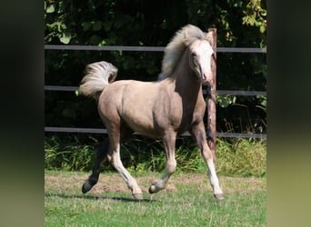 Welsh A (Mountain Pony), Stallion, Foal (03/2025), Grey