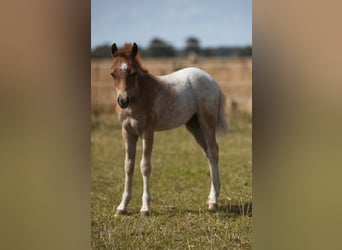 Welsh A (Mountain Pony), Stallion, Foal (05/2026), Roan-Red