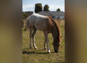 Welsh A (Mountain Pony), Stallion, Foal (05/2026), Roan-Red