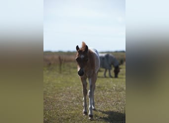 Welsh A (Mountain Pony), Stallion, Foal (05/2026), Roan-Red