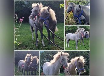 Welsh A (Mountain Pony), Stallion, Foal (04/2025)