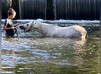 Welsh A (Mountain Pony), Stallion, 5 years, 11,2 hh, Grey