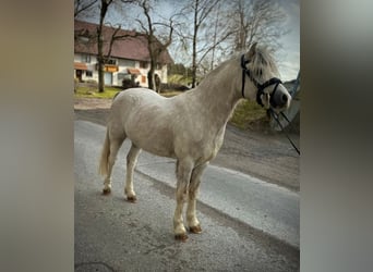 Welsh A (Mountain Pony), Stallion, 4 years, 11,2 hh, Grey