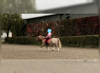 Welsh-A, Ruin, 10 Jaar, 110 cm, Appelschimmel