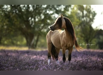 Welsh-A, Ruin, 10 Jaar, 115 cm, Buckskin