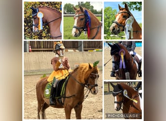 Welsh-A, Ruin, 10 Jaar, 118 cm, Vos