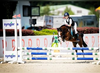 Welsh-A, Ruin, 10 Jaar, 122 cm, Roodbruin