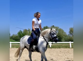 Welsh-A, Ruin, 10 Jaar, 125 cm, Schimmel