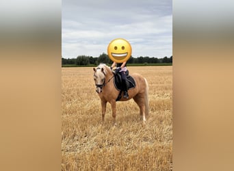 Welsh-A, Ruin, 11 Jaar, 121 cm, Palomino