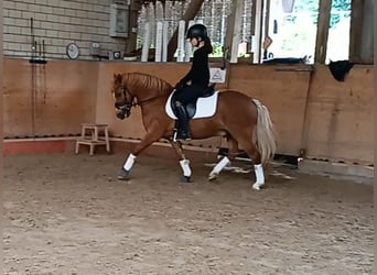Welsh-A, Ruin, 12 Jaar, Vos