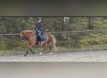 Welsh-A, Ruin, 12 Jaar, Vos