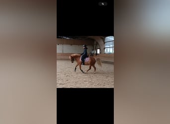 Welsh-A, Ruin, 12 Jaar, Vos