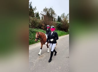 Welsh-A, Ruin, 12 Jaar, Vos