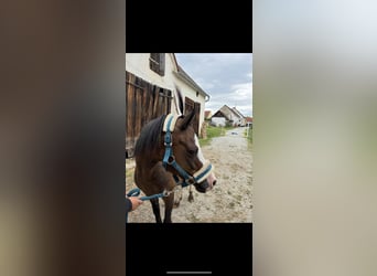 Welsh-A, Ruin, 13 Jaar, 120 cm, Donkerbruin