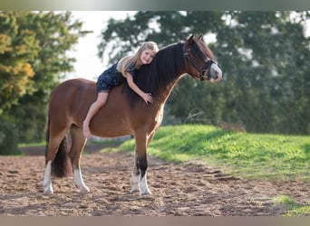 Welsh-A, Ruin, 14 Jaar, 112 cm, Bruin