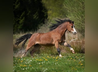 Welsh-A, Ruin, 14 Jaar, 112 cm, Bruin