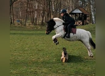 Welsh-A Mix, Ruin, 14 Jaar, 112 cm, Gevlekt-paard
