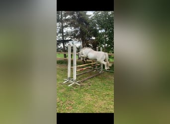 Welsh-A, Ruin, 14 Jaar, 117 cm, Schimmel