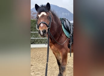 Welsh-A, Ruin, 15 Jaar, 122 cm, Bruin