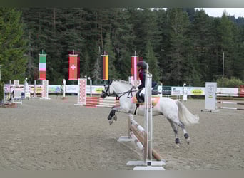 Welsh-A, Ruin, 15 Jaar, 124 cm, Schimmel