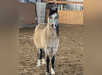 Welsh-A, Ruin, 17 Jaar, Buckskin