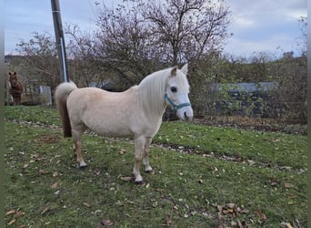 Welsh-A, Ruin, 18 Jaar, 120 cm, Palomino