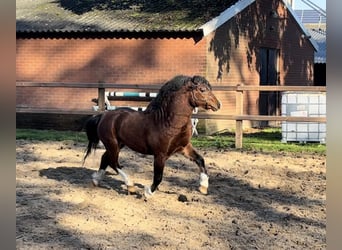 Welsh-A, Ruin, 2 Jaar, 118 cm, Bruin