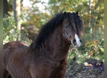 Welsh-A, Ruin, 2 Jaar, 118 cm, Bruin