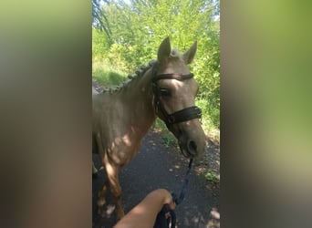 Welsh-A Mix, Ruin, 2 Jaar, 120 cm, Palomino
