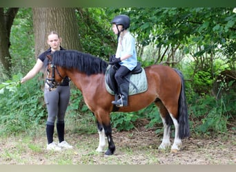 Welsh-A, Ruin, 3 Jaar, 115 cm, Bruin