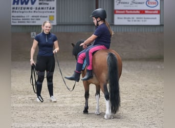 Welsh-A, Ruin, 3 Jaar, 115 cm, Bruin