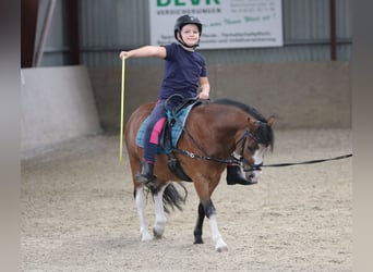 Welsh-A, Ruin, 3 Jaar, 115 cm, Bruin