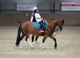 Welsh-A, Ruin, 3 Jaar, 115 cm, Bruin