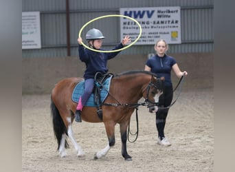 Welsh-A, Ruin, 3 Jaar, 115 cm, Bruin