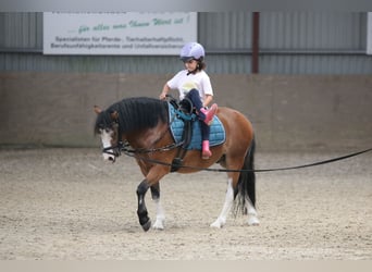 Welsh-A, Ruin, 3 Jaar, 115 cm, Bruin