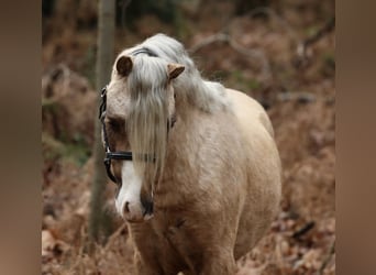 Welsh-A, Ruin, 3 Jaar, 117 cm, Palomino