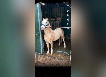 Welsh-A, Ruin, 3 Jaar, 118 cm, Palomino