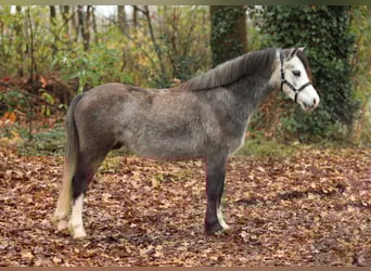 Welsh-A, Ruin, 3 Jaar, 118 cm, Schimmel