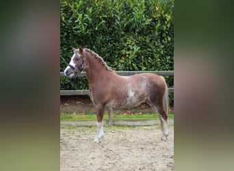 Welsh-A, Ruin, 3 Jaar, 120 cm, Sabino