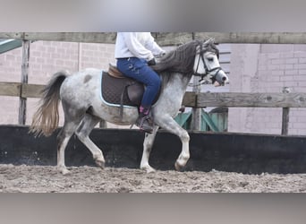 Welsh-A, Ruin, 3 Jaar, 120 cm, Schimmel