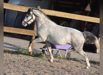 Welsh-A, Ruin, 3 Jaar, 120 cm, Schimmel