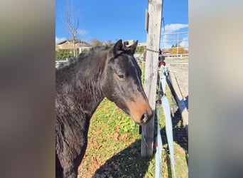 Welsh-A, Ruin, 3 Jaar, 125 cm, Donkerbruin