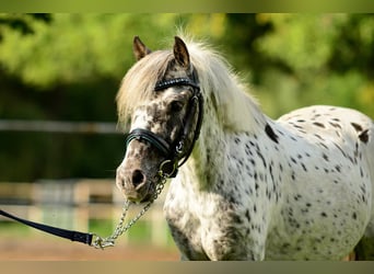 Welsh-A, Ruin, 4 Jaar, 110 cm, Appaloosa