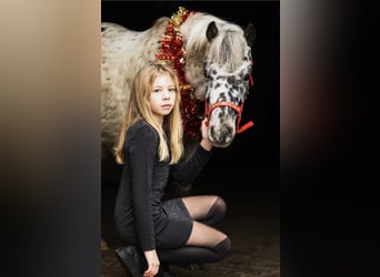 Welsh-A, Ruin, 4 Jaar, 113 cm, Appaloosa