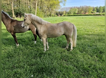 Welsh-A, Ruin, 4 Jaar, 113 cm, Palomino