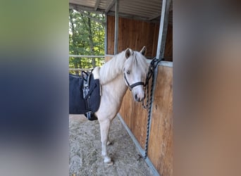 Welsh-A, Ruin, 4 Jaar, 120 cm, Palomino