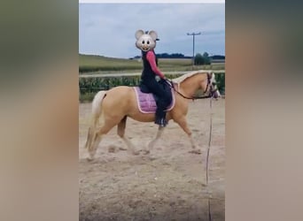Welsh-A, Ruin, 4 Jaar, 120 cm, Palomino