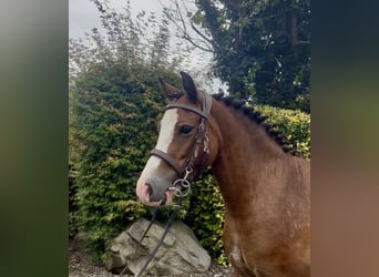 Welsh-A, Ruin, 4 Jaar, 121 cm, Roodbruin